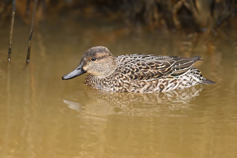 Common Teal (Anas crecca)