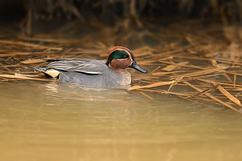 Common Teal (Anas crecca)