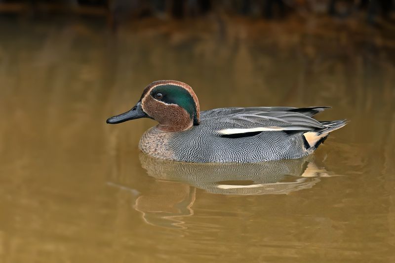 Common Teal (Anas crecca)