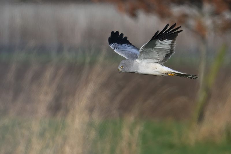 Hen Harrier (Circus cyaneus)