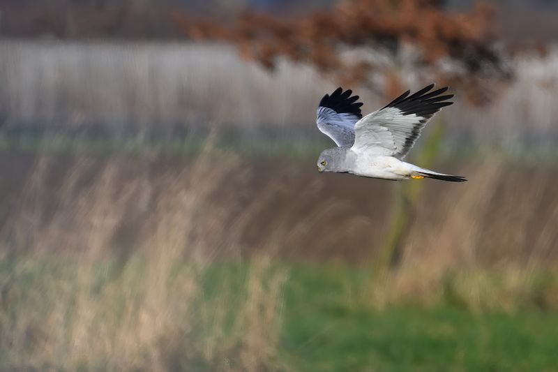 Hen Harrier (Circus cyaneus)