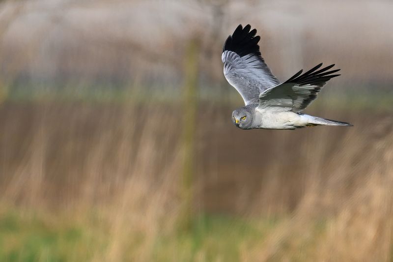 Hen Harrier (Circus cyaneus)
