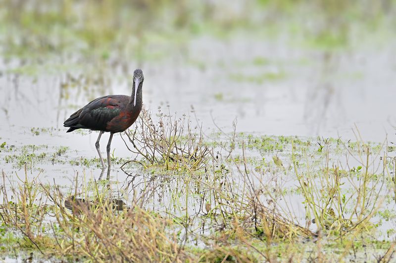Glossy Ibis (Plegadis falcinellus)