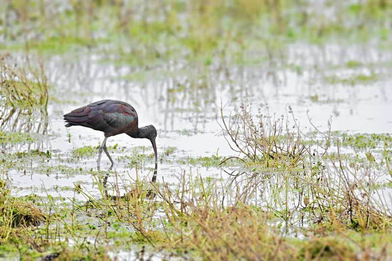 Glossy Ibis (Plegadis falcinellus)
