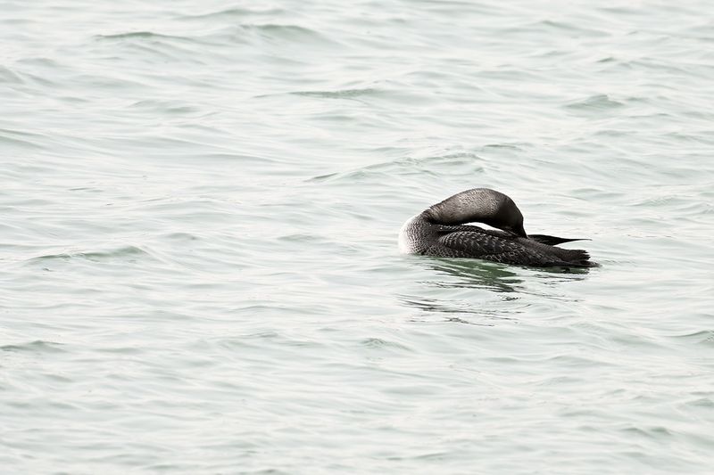 Gallery Pacific Diver