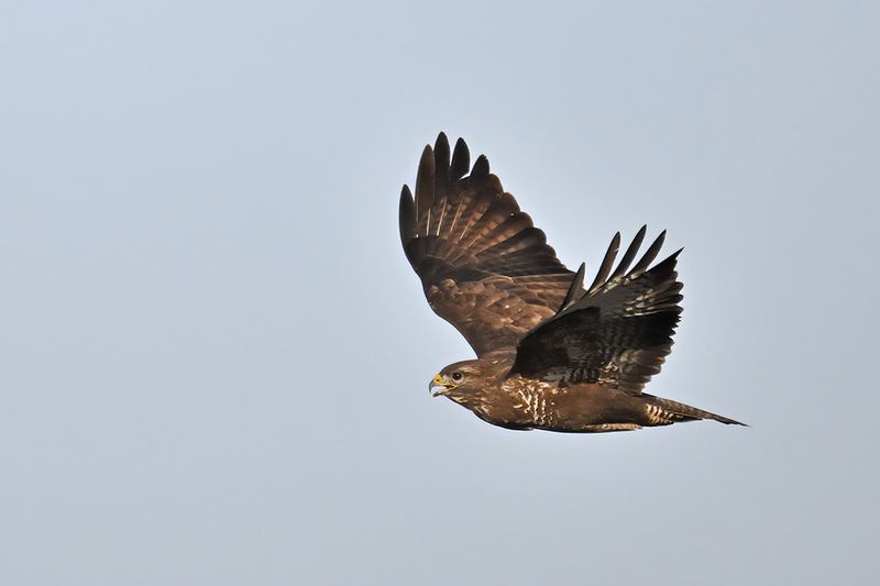 Common Buzzard (Buteo buteo) 