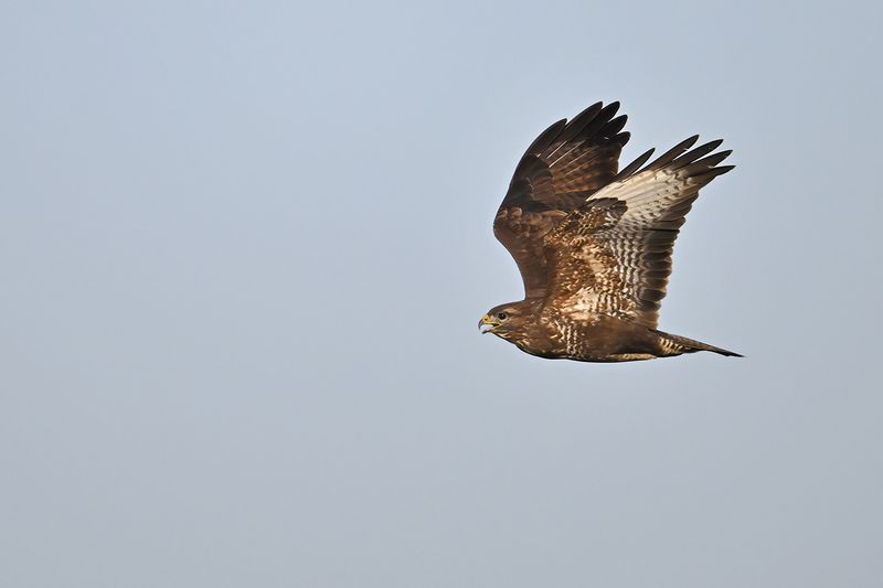 Common Buzzard (Buteo buteo) 