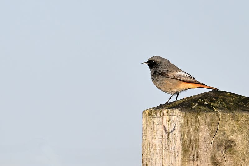 Black Redstart (Phoenicurus ochruros)
