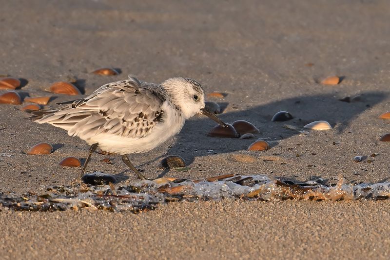 Sanderling (Calidris alba)