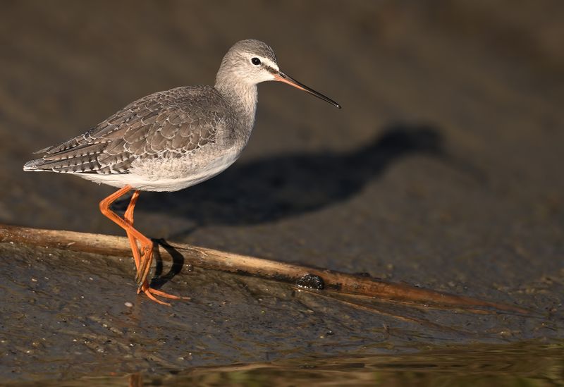 Gallery Spotted Redshank