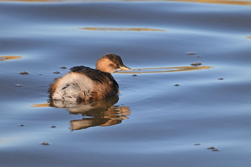 Little Grebe (Tachybaptus ruficollis)