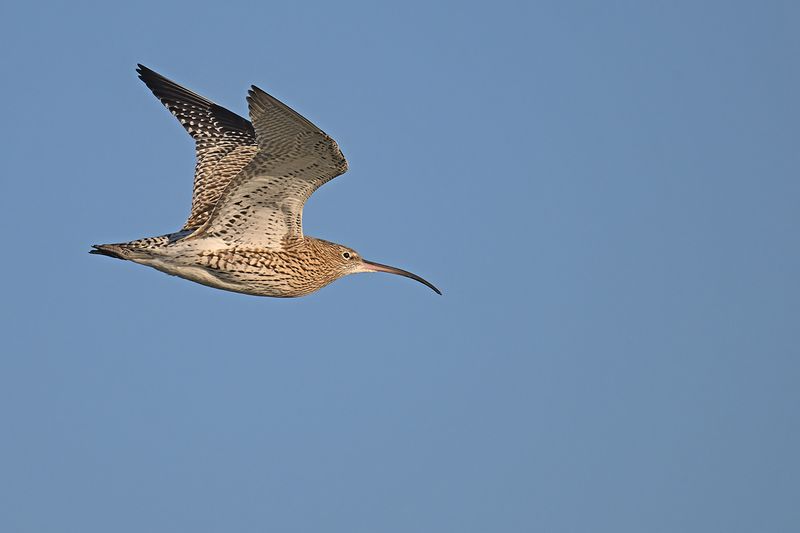 Curlew (Numenius arquata)