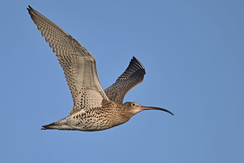 Curlew (Numenius arquata)