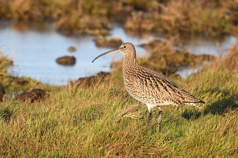 Curlew (Numenius arquata)