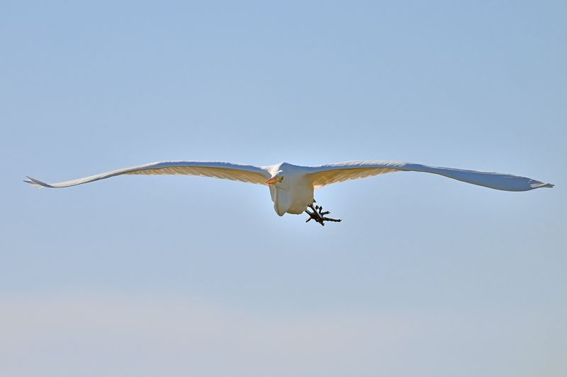 Great Egret (Ardea alba)