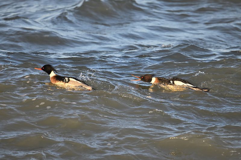 Red-breasted Merganser (Mergus serrator)
