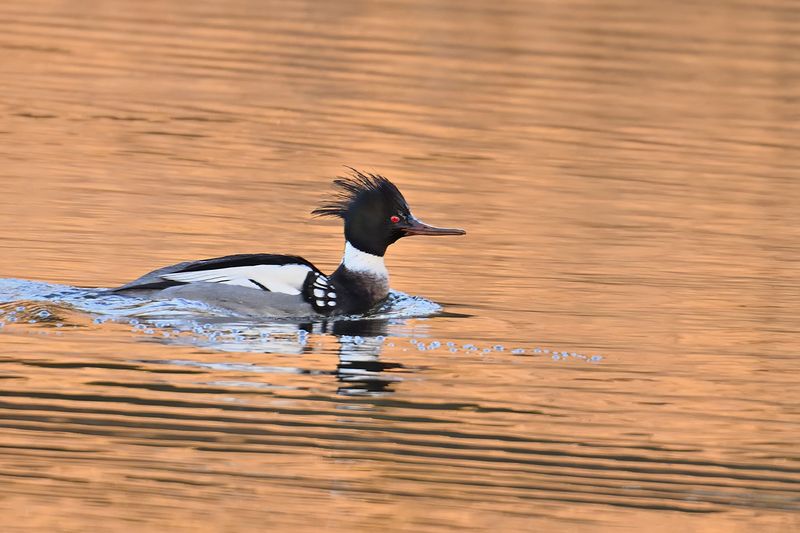 Red-breasted Merganser (Mergus serrator)