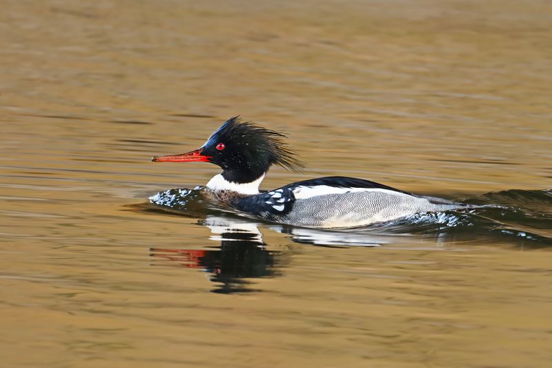 Red-breasted Merganser (Mergus serrator)