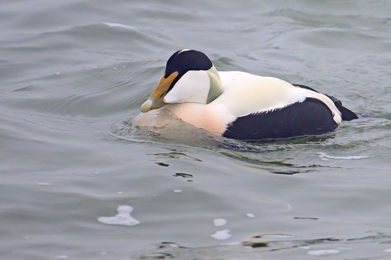 Common Eider (Somateria mollissima)