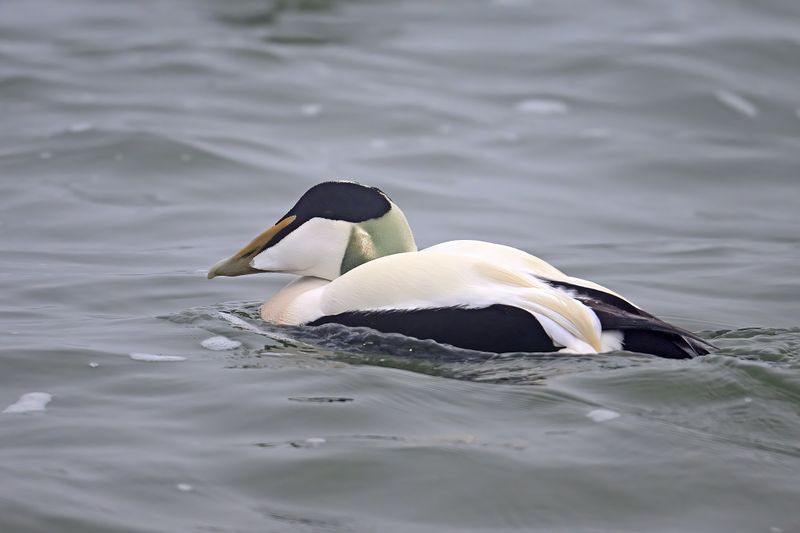 Common Eider (Somateria mollissima)