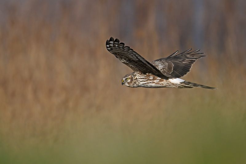 Gallery Hen Harrier