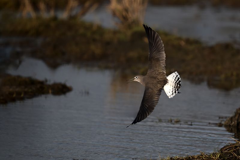 Green Sandpiper (Tringa ochropus)