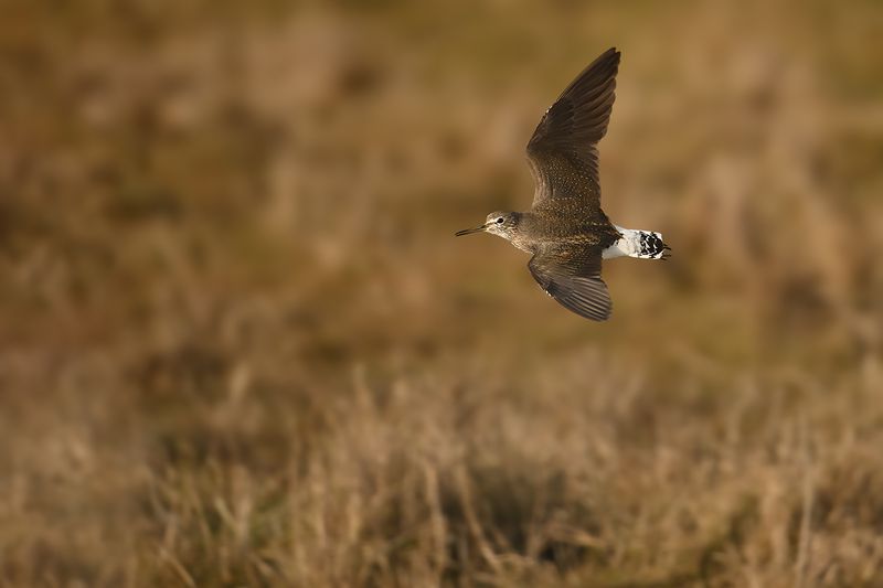 Green Sandpiper (Tringa ochropus)