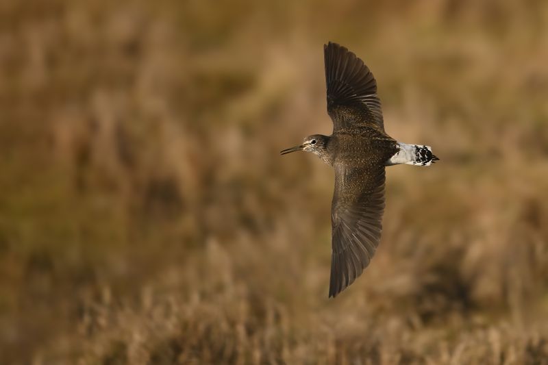 Gallery Green Sandpiper