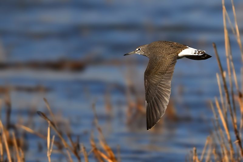 Green Sandpiper (Tringa ochropus)