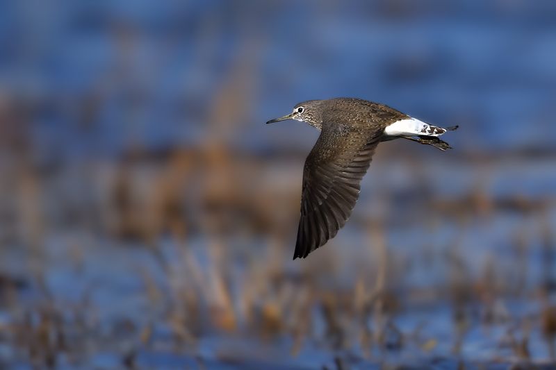 Green Sandpiper (Tringa ochropus)