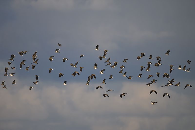 Northern Lapwing (Vanellus vanellus)