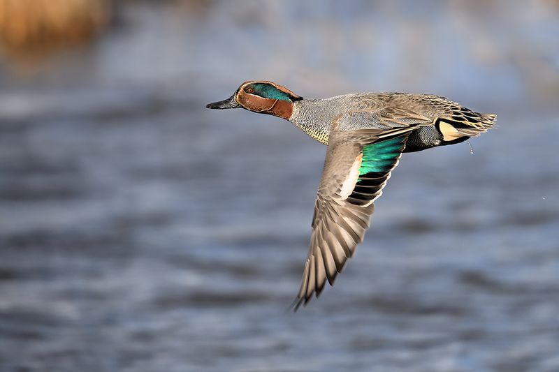 Common Teal (Anas crecca)