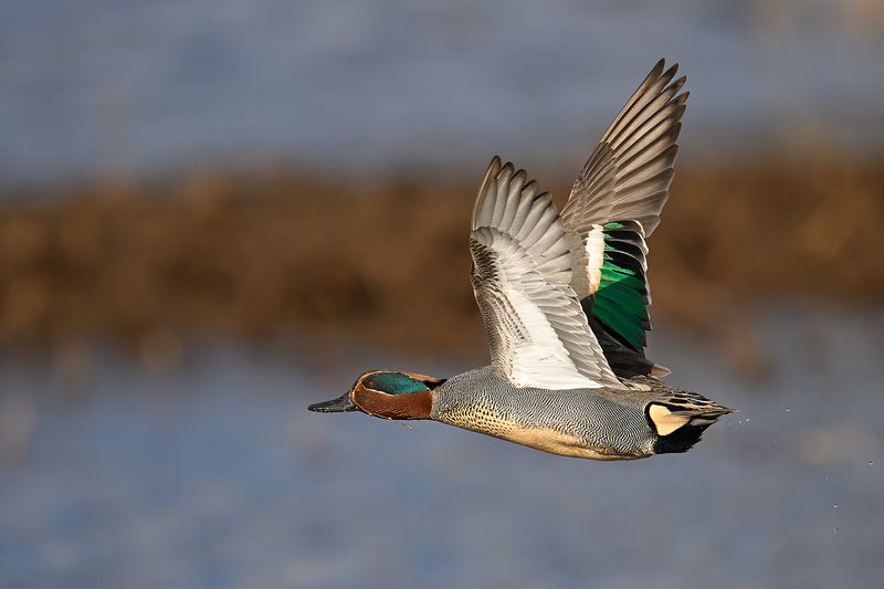 Common Teal (Anas crecca)
