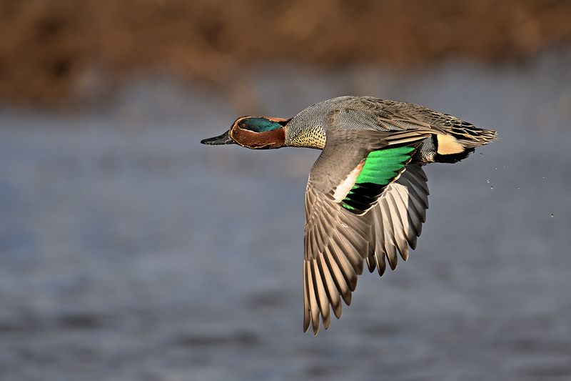 Common Teal (Anas crecca)
