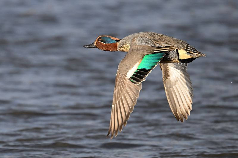 Common Teal (Anas crecca)