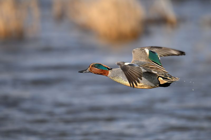 Common Teal (Anas crecca)