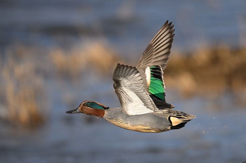 Common Teal (Anas crecca)