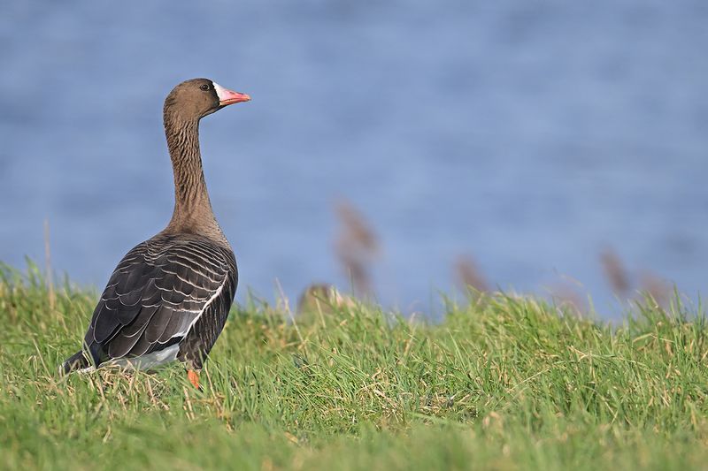 Greater white-fronted goose (Anser albifrons)