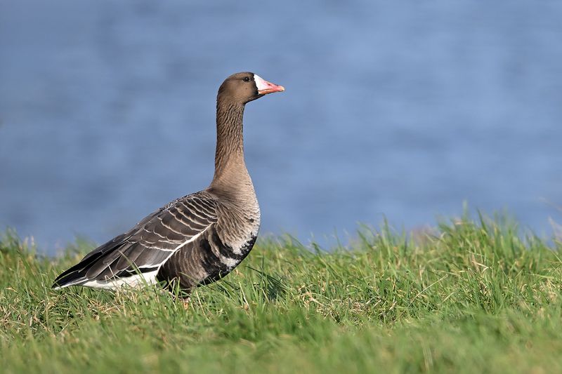 Greater white-fronted goose (Anser albifrons)