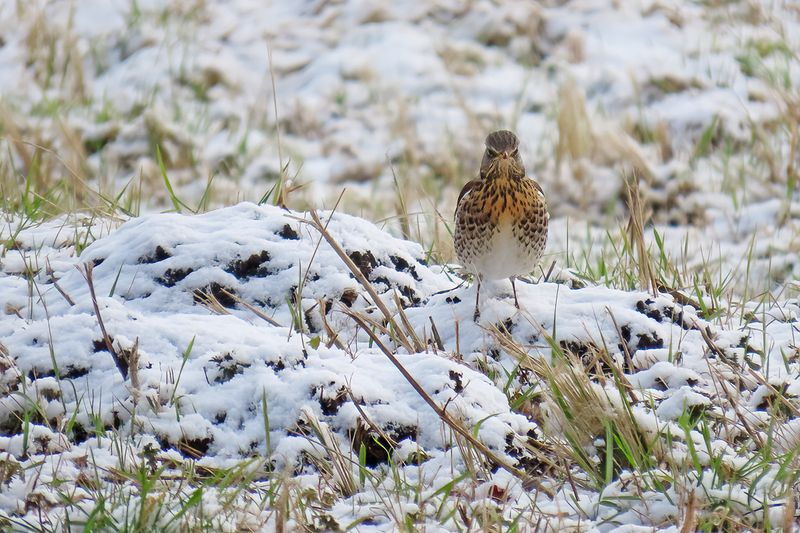 Fieldfare (Turdus pilaris)