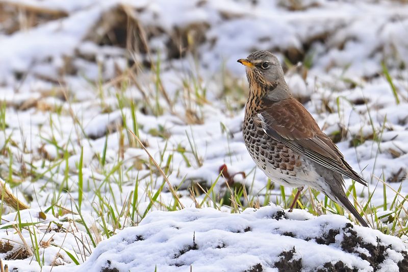 Fieldfare (Turdus pilaris)