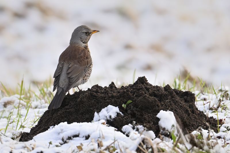 Fieldfare (Turdus pilaris)