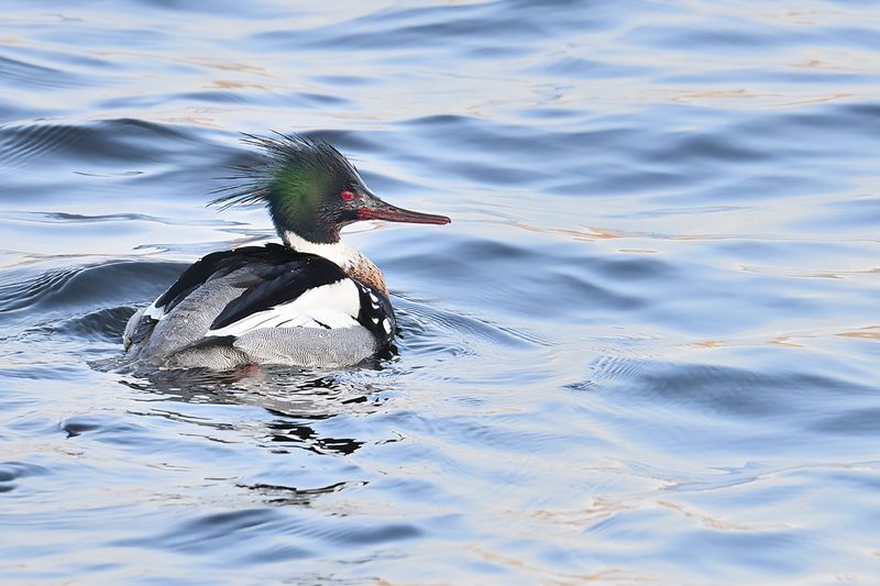 Red-breasted Merganser (Mergus serrator)