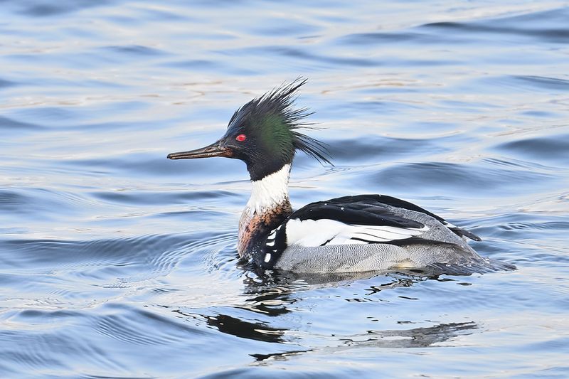 Red-breasted Merganser (Mergus serrator)