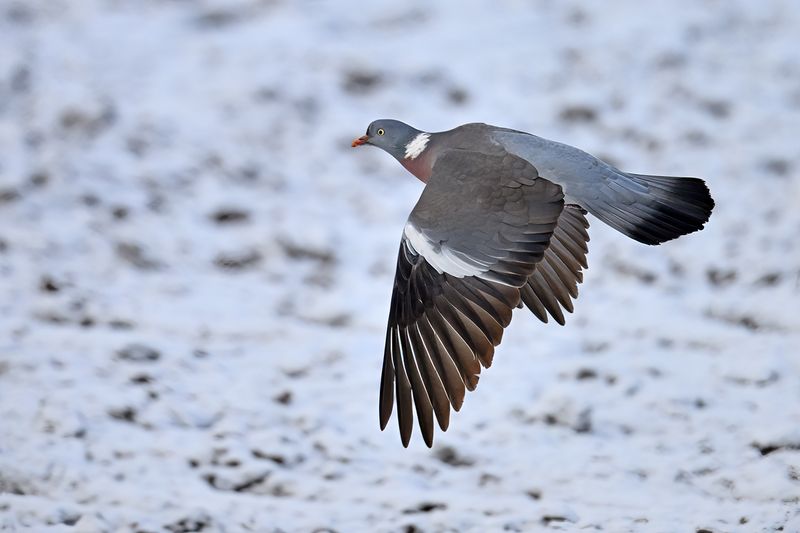 Common Wood Pigeon (Columba palumbus)