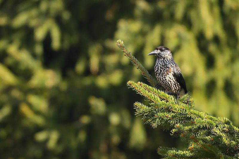 Spotted Nutcracker (Nucifraga caryocatactes)