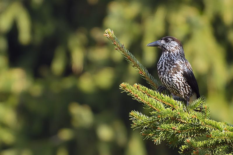 Spotted Nutcracker (Nucifraga caryocatactes)
