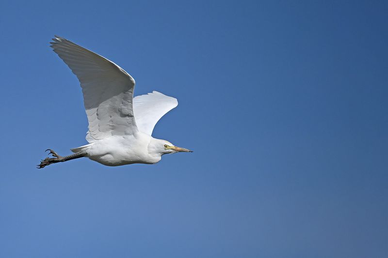Cattle Egret (Ardea ibis)