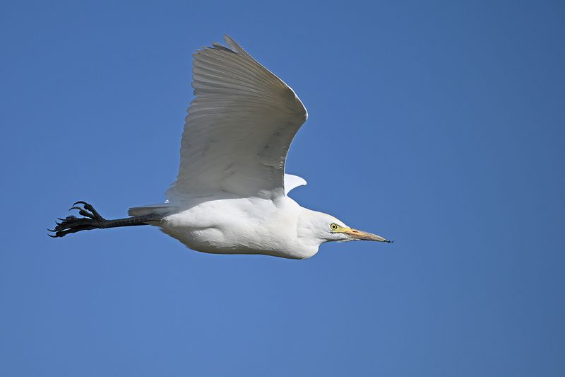 Cattle Egret (Ardea ibis)