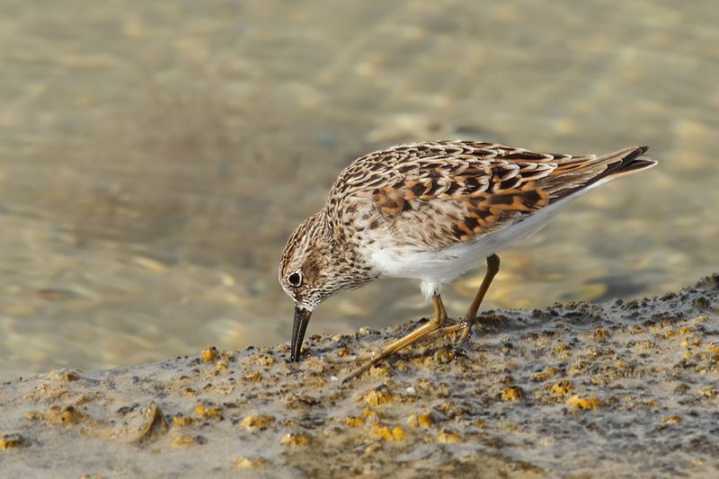 Least Sandpiper (Calidris minutilla) 